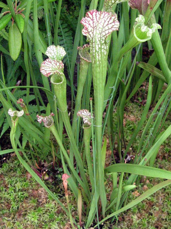 アミメヘイシソウ | Sarracenia leucophylla | かぎけん花図鑑