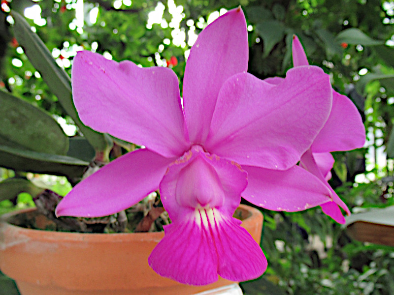 カトレア ワルケリアナ | Cattleya walkeriana | かぎけん花図鑑