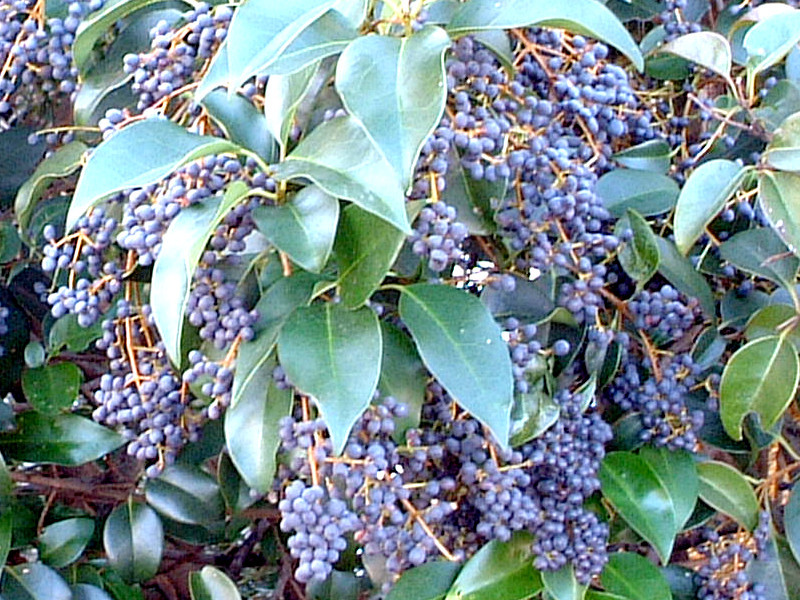 トウネズミモチ | Ligustrum lucidum | かぎけん花図鑑