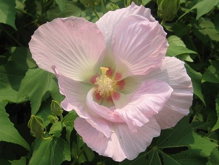フヨウ | Hibiscus mutabilis | かぎけん花図鑑