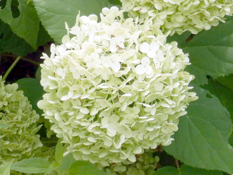 西洋紫陽花 アナベル | Hydrangea arborescens cv. annabelle | か