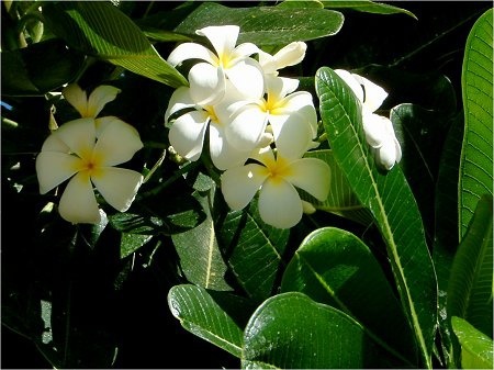 プルメリア | Plumeria sp. | かぎけん花図鑑