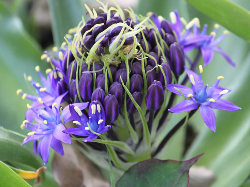 特集 6月の紫色の花 | かぎけん花図鑑