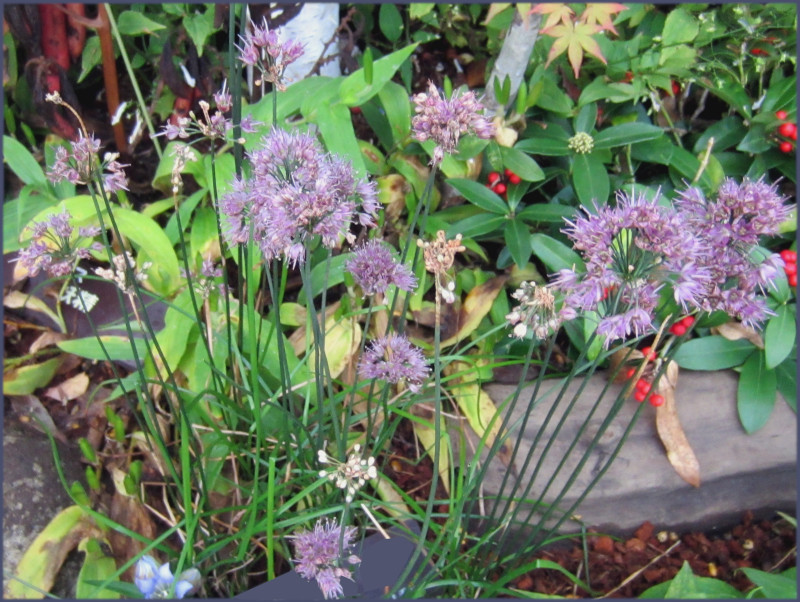 ヤマラッキョウ | Allium thunbergii | かぎけん花図鑑