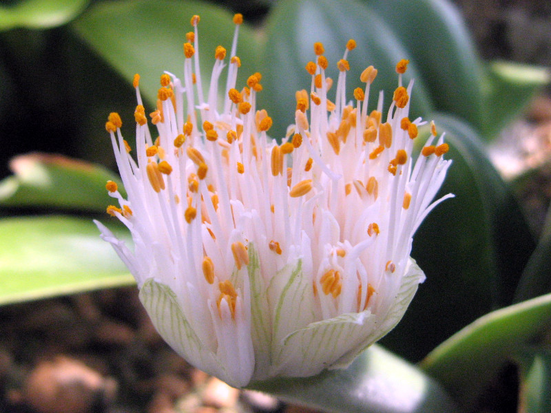 ハエマンサス | Haemanthus albiflos | かぎけん花図鑑