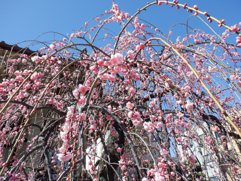 枝垂れ梅 | Prunus mume pendula | かぎけん花図鑑
