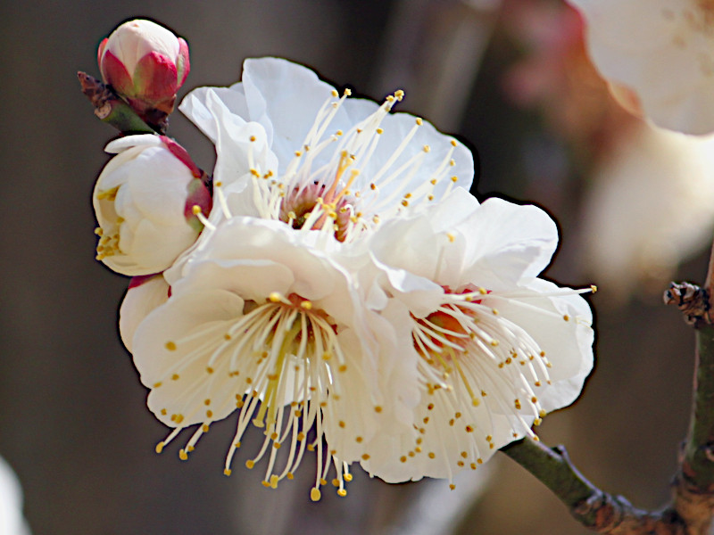 Prunus mume 'Choju' | prunus-mume-choju | Flower Database