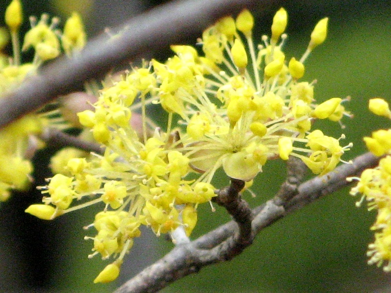 山茱萸のブログ | Flower Database