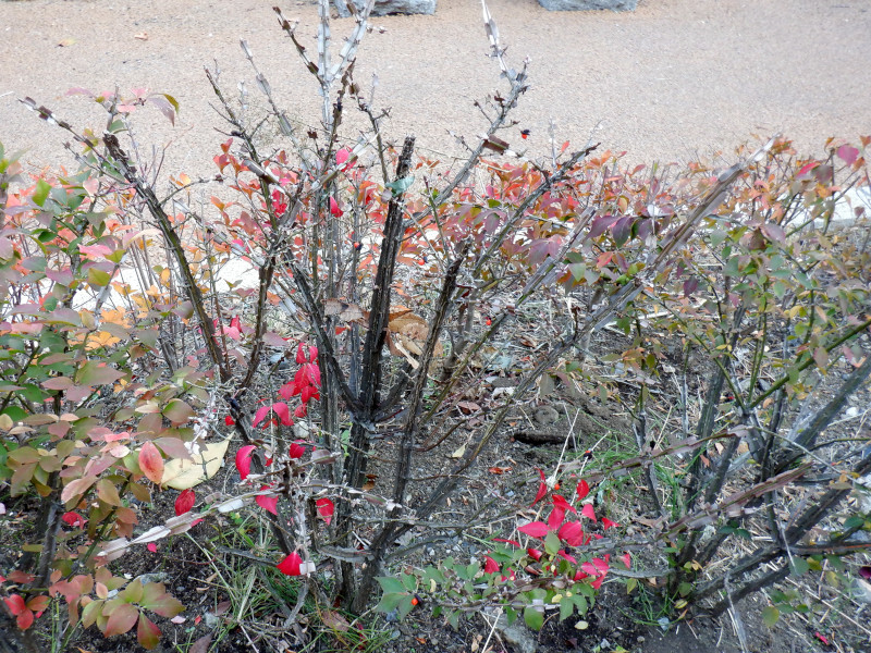 ニシキギ | Euonymus alatus | かぎけん花図鑑