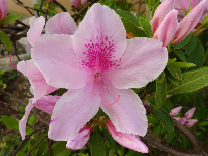 オオムラサキ | Rhododendron pulchrum cv. oh-murasaki | かぎけん花図鑑