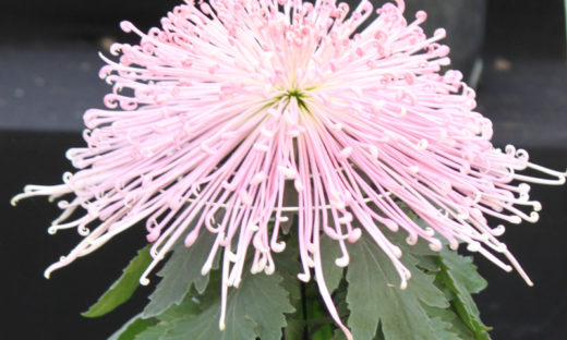 0049_fukusuke-kudamono_large-