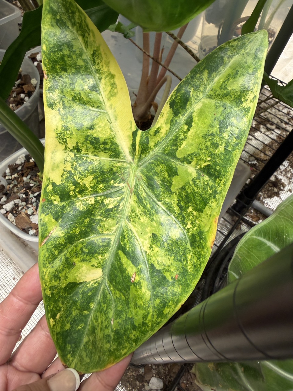CORM ONLY: Alocasia Shattered Glass ($40) from @MildToWildStudio
