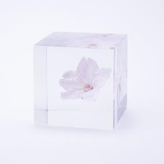 銀座 蔦屋書店】Sola cube（ソラキューブ） 1ページ | 蔦屋書店