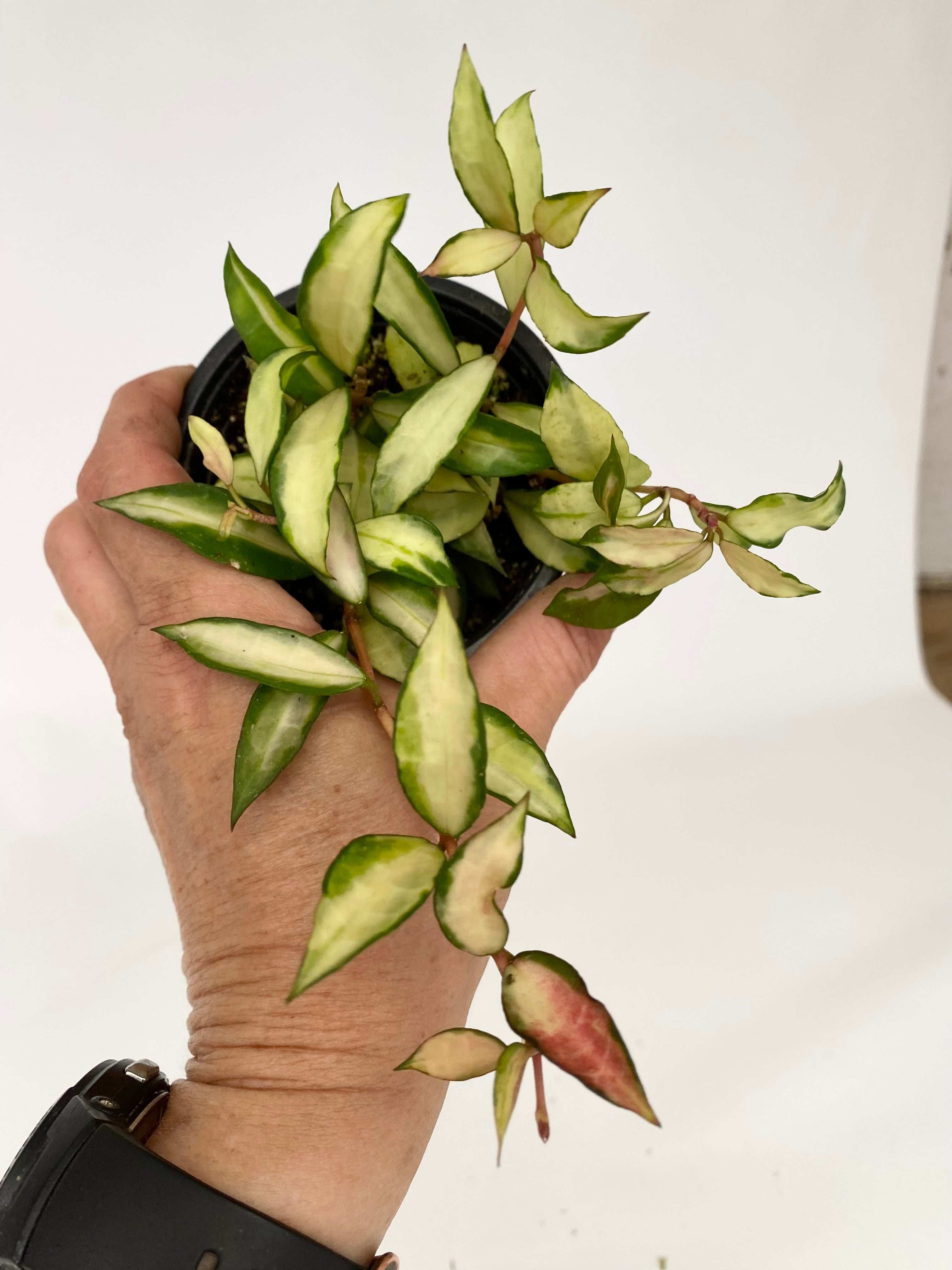 Z-4740 - Hoya lacunosa minara – Steve's Leaves