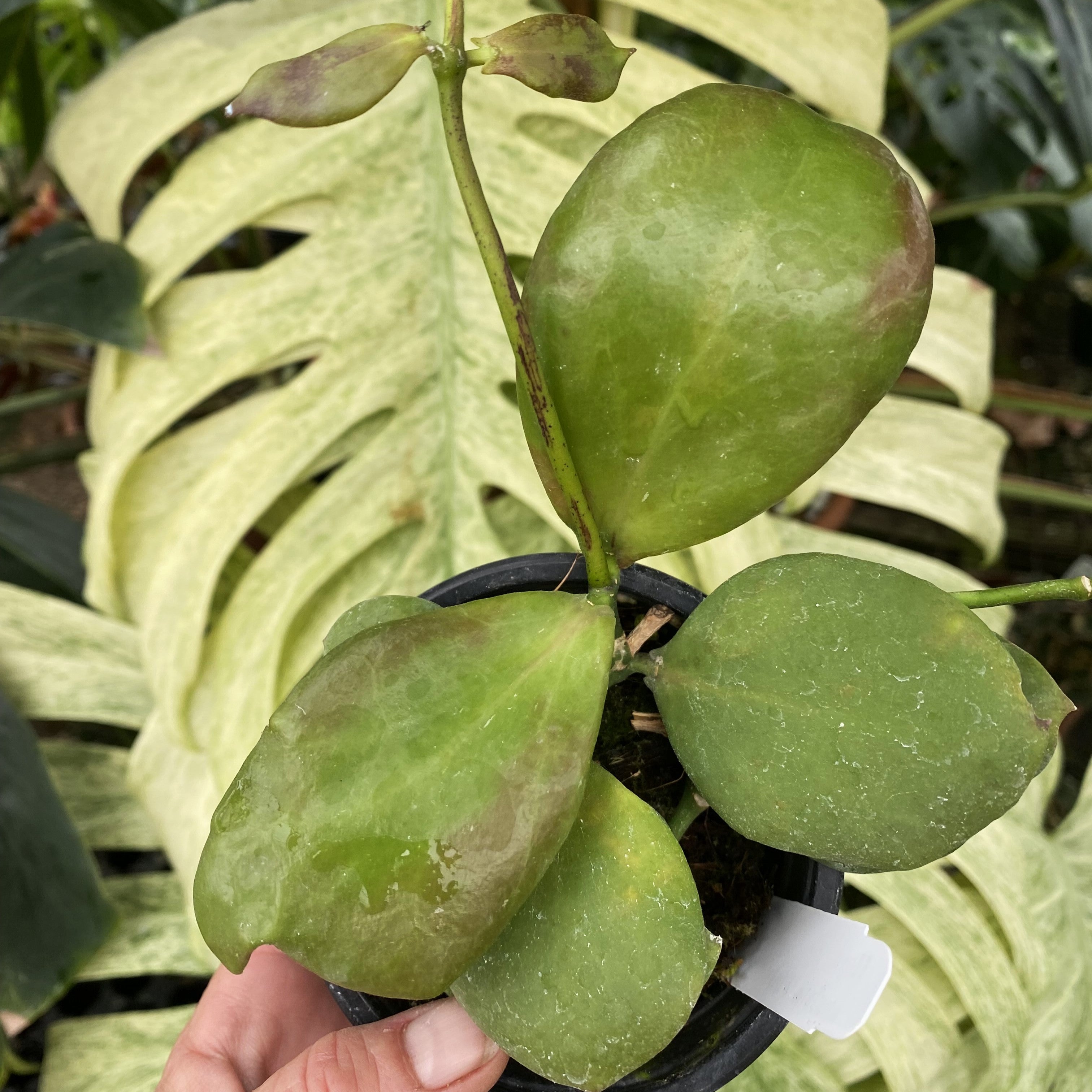 Hoya anulata 'Pink' – Steve's Leaves