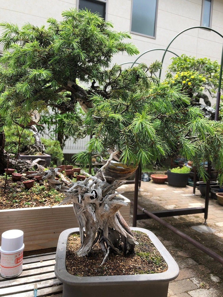 杜松幹曲げ | Vintage Bonsai 〜盆栽＆北欧ヴィンテージ〜