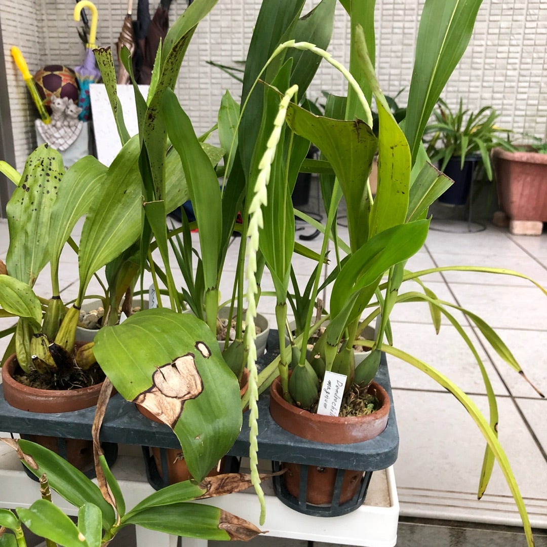 デンドロキラム・マグナム | 花金猫日記
