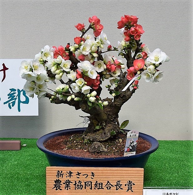 放春花(ボケ)ー日本ボケ展 | 花と散歩・えいちゃんのブログ
