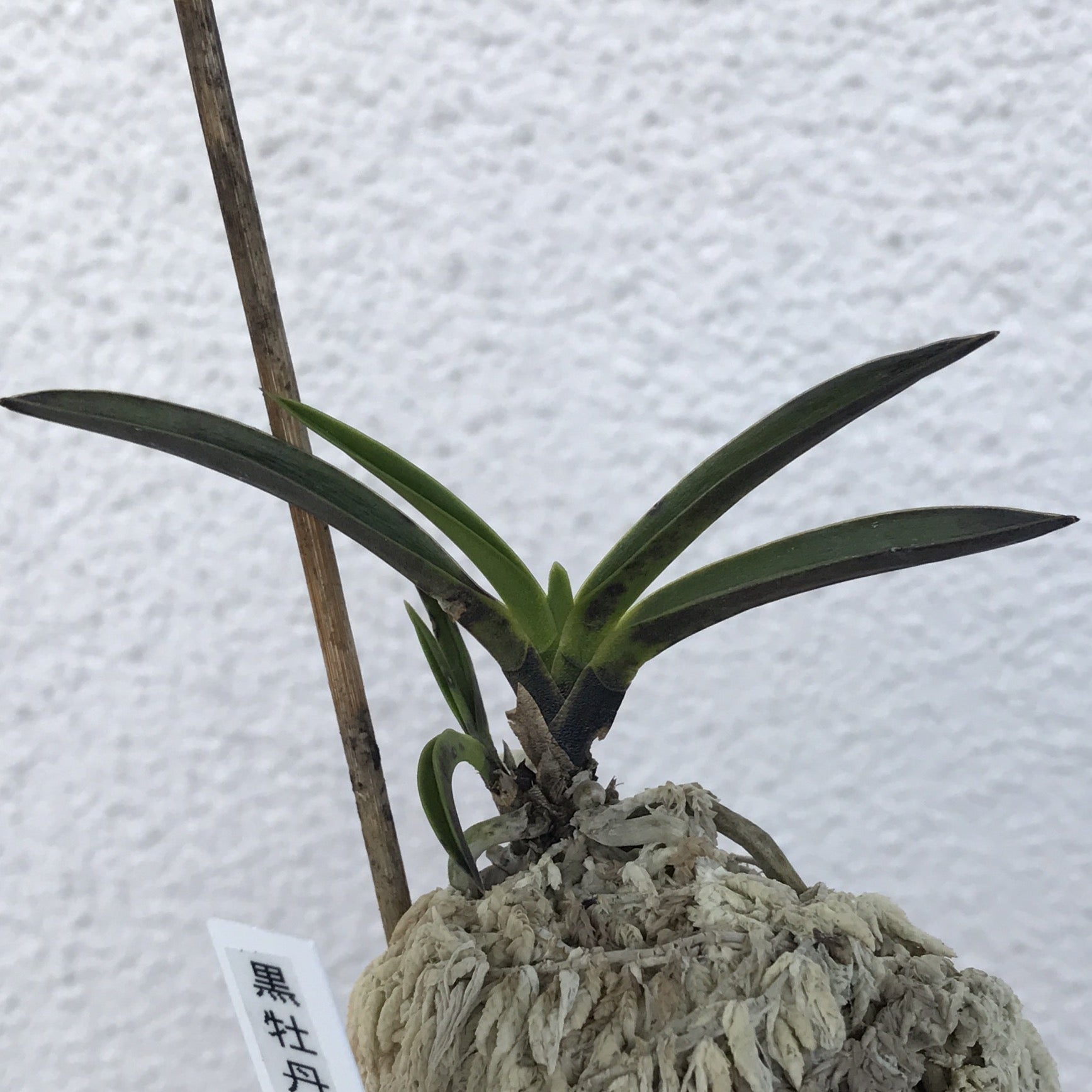 富貴蘭 黒牡丹 と 金牡丹 雑感.. | 豊の国の翁