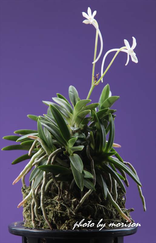 富貴蘭「緑宝」の花 | morisonの富貴蘭ブログ