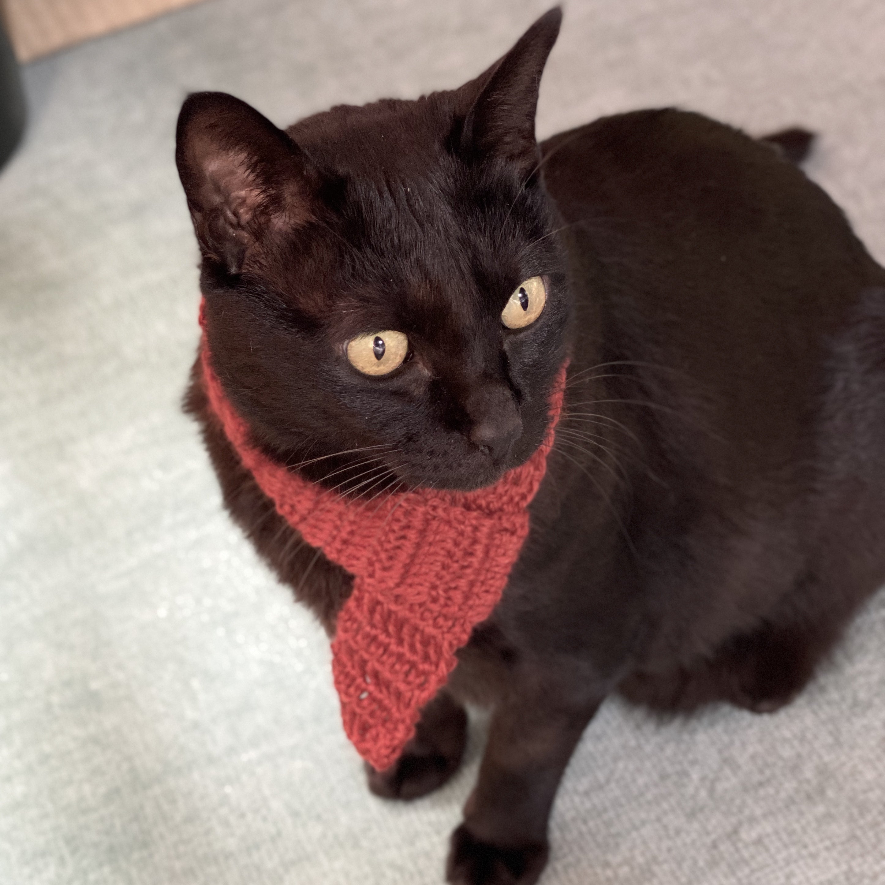 ねこ用マフラーを編んだ | はじめてねこと暮らしたら 黒ねこくろあん