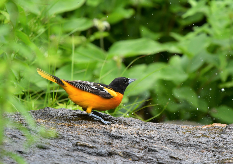 思い出シリーズ16 Baltimore Oriole（ボルチモアムクドリモドキ