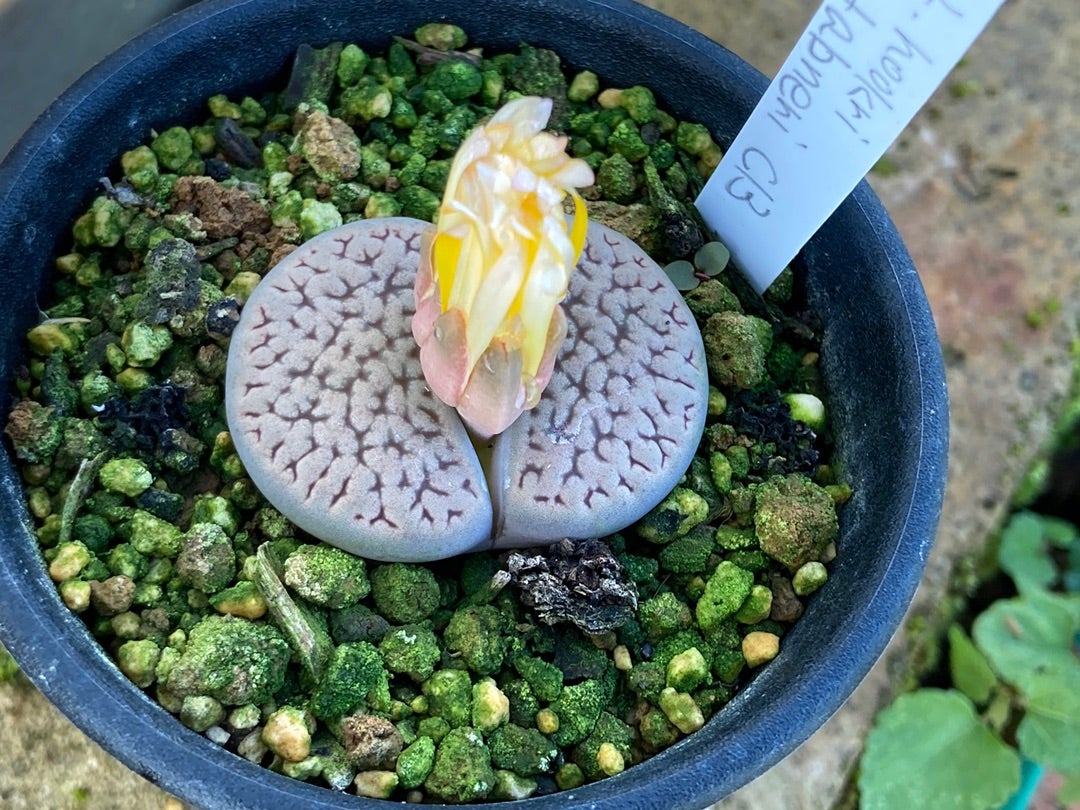 匿名配送♡レア♡ 多肉植物 リトープス おばけ 3面 極美苗♡ 匿名配送