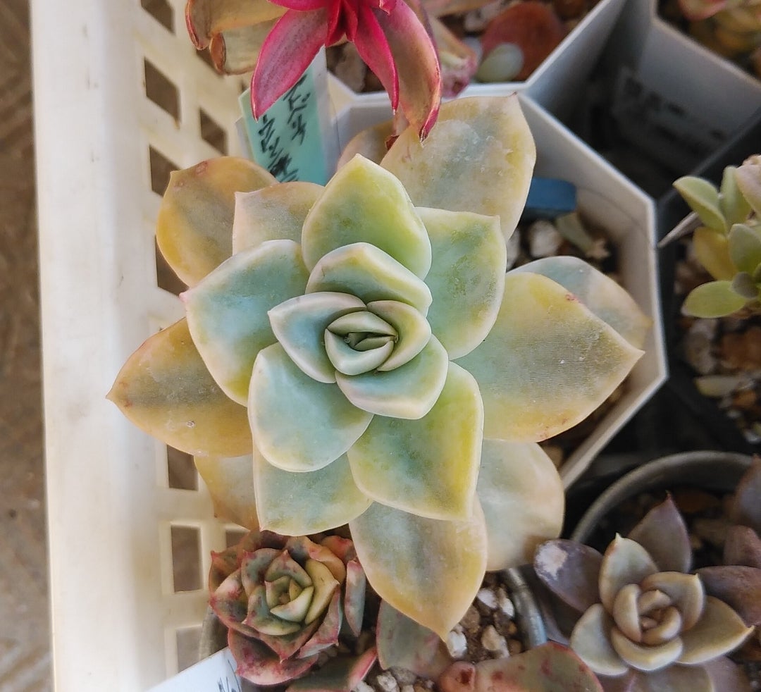 ラスト18 希少 SAMリンゼアナNo.6 カリフォルニア輸入 多肉植物 ラスト