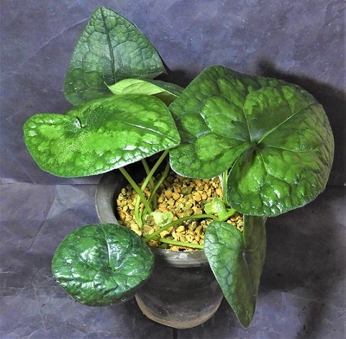 青軸素芯 キンチャクアオイの花 | kulif 化石 富貴蘭 石斛 寒葵 食虫