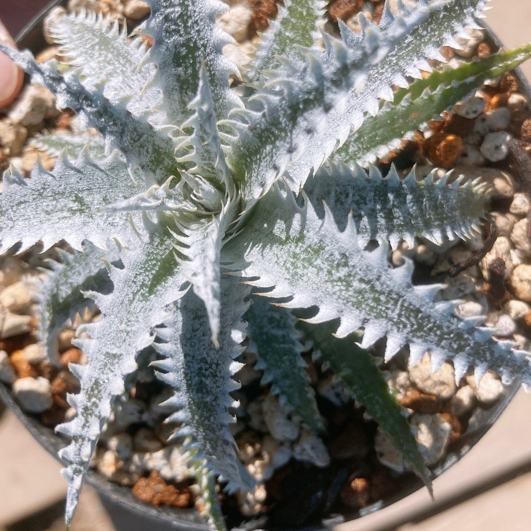 Dyckia 'White Shark' (ディッキア ホワイトシャーク) | ~龍の巣窟~