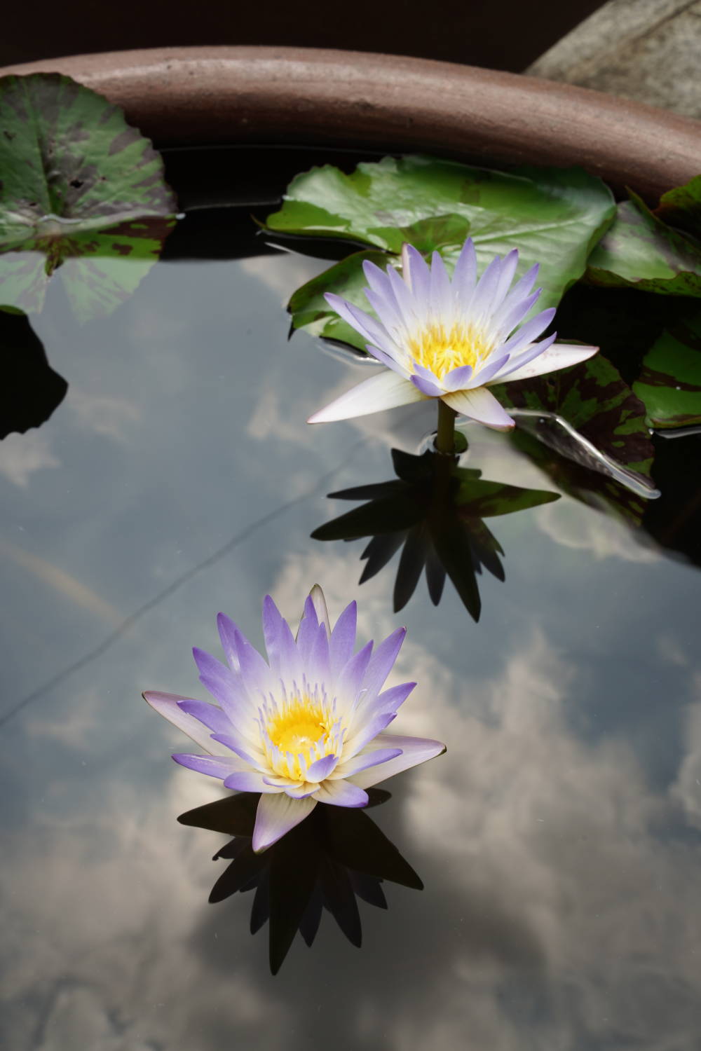 いよいよ葉月 | みなもに浮かぶ睡蓮とそこに集まる虫たちの記
