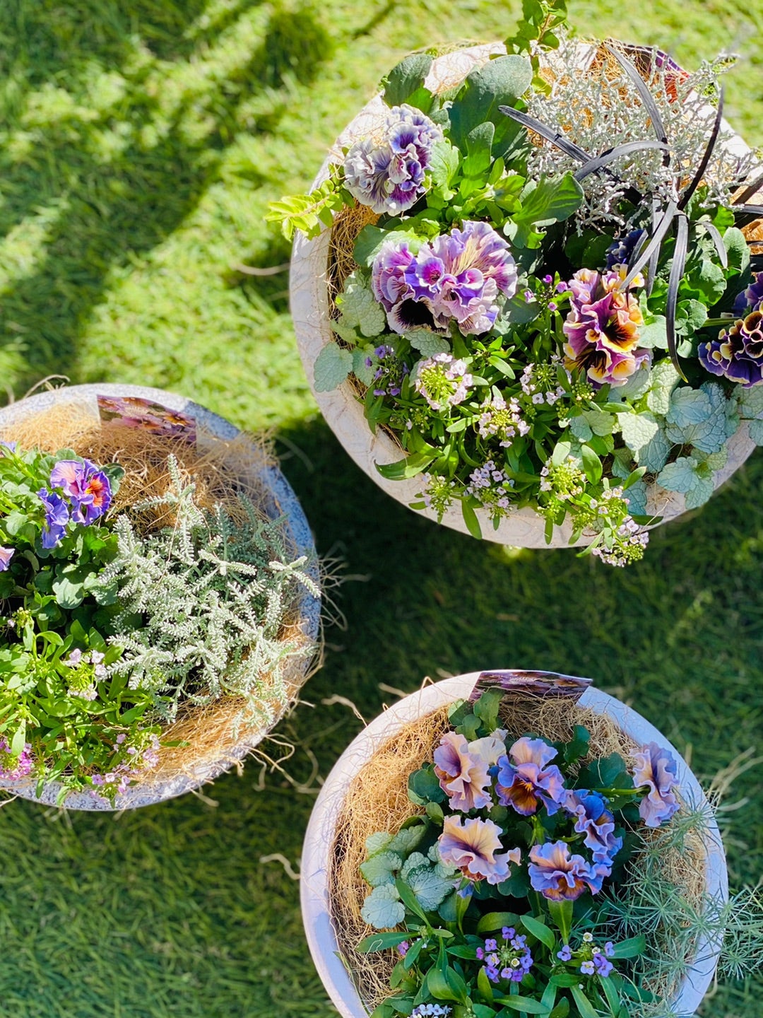 ドラキュラの寄せ植え♪＊ヌーヴェルヴァーグ・アクアレール