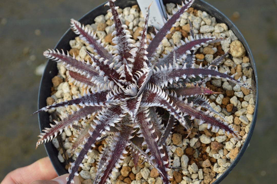 Dyckia Big Brother × Tooth and Nail (ディッキア) | ~龍の巣窟~