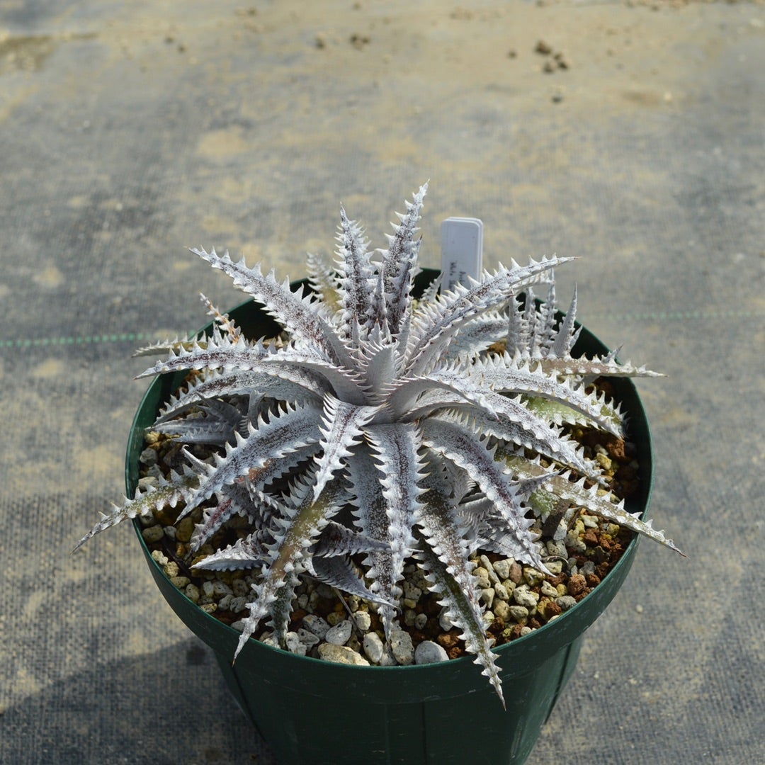 Dyckia 'White Shark' (ディッキア ホワイトシャーク)成長記録③ | ~龍