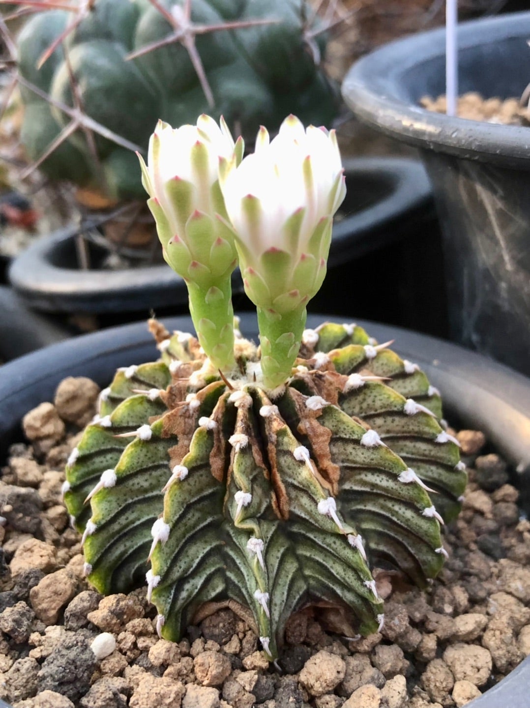 ハオルチアのみずみずしい透明窓 | コタブロ日記 多肉植物・ヤシ・蘇鉄