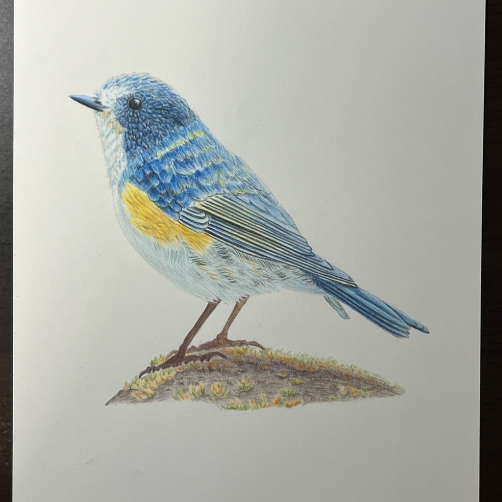 動物を描く（ルリビタキ） | 色鉛筆画はじめました