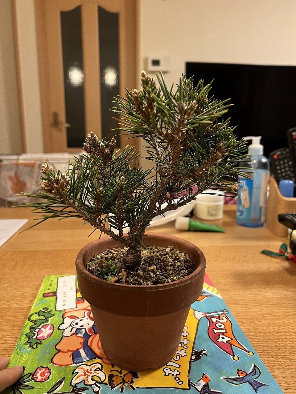 八房赤松「千寿姫」 | Vintage Bonsai 〜盆栽＆北欧ヴィンテージ〜