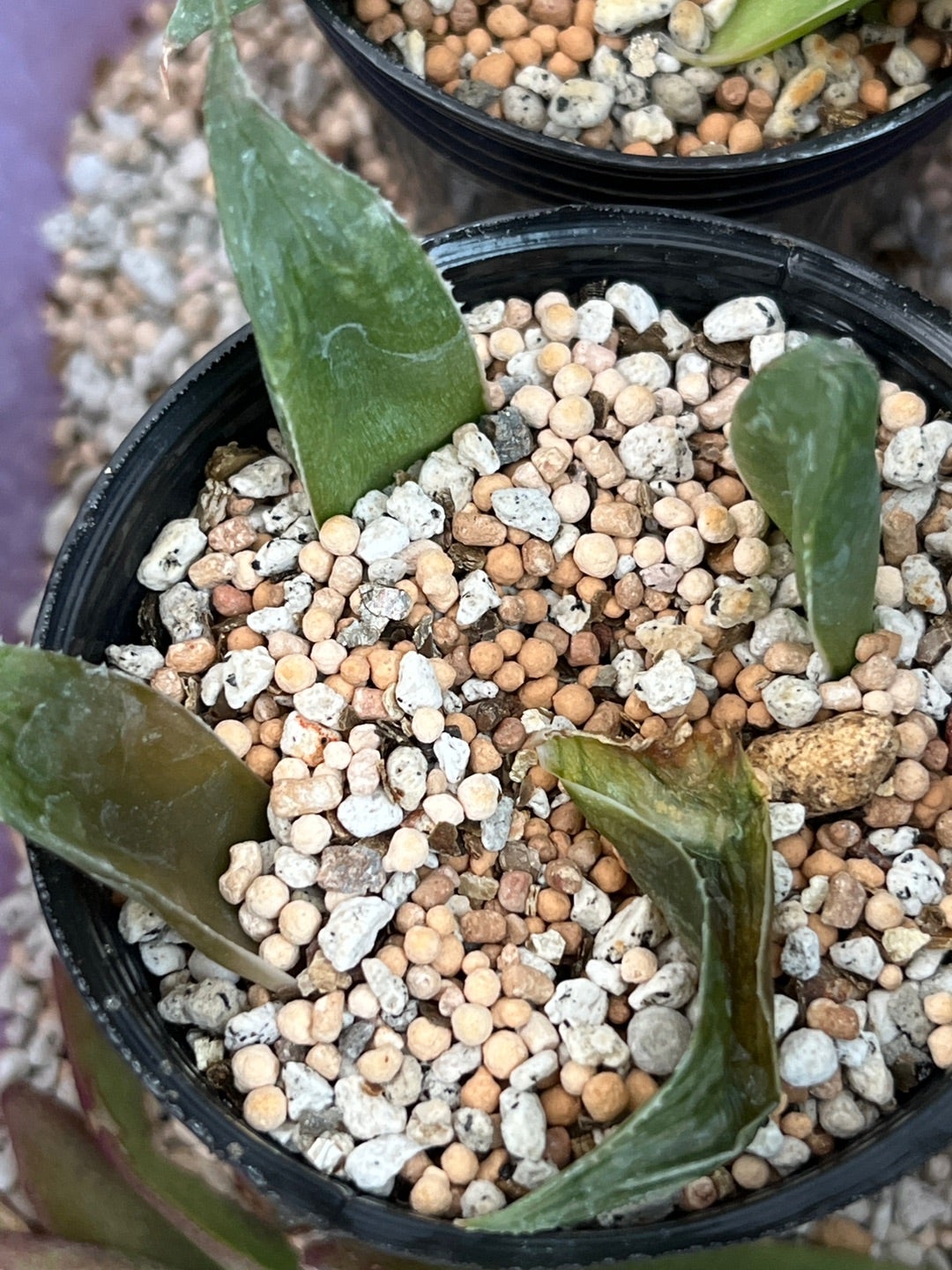 ハオルチアの葉挿し。。失敗なのか。。 | みどりあお 多肉植物