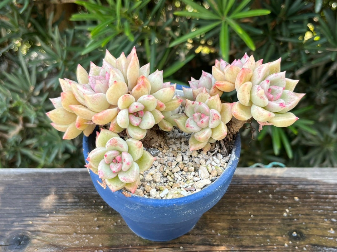 春の植え替え備忘録・・・アンジュ。 | TJの多肉奮闘記