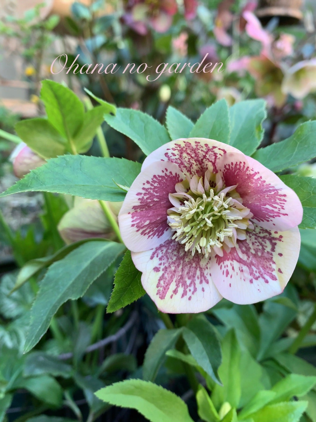 クリスマスローズ 花手水 花浮かべ 画像 | お花のガーデン 日記