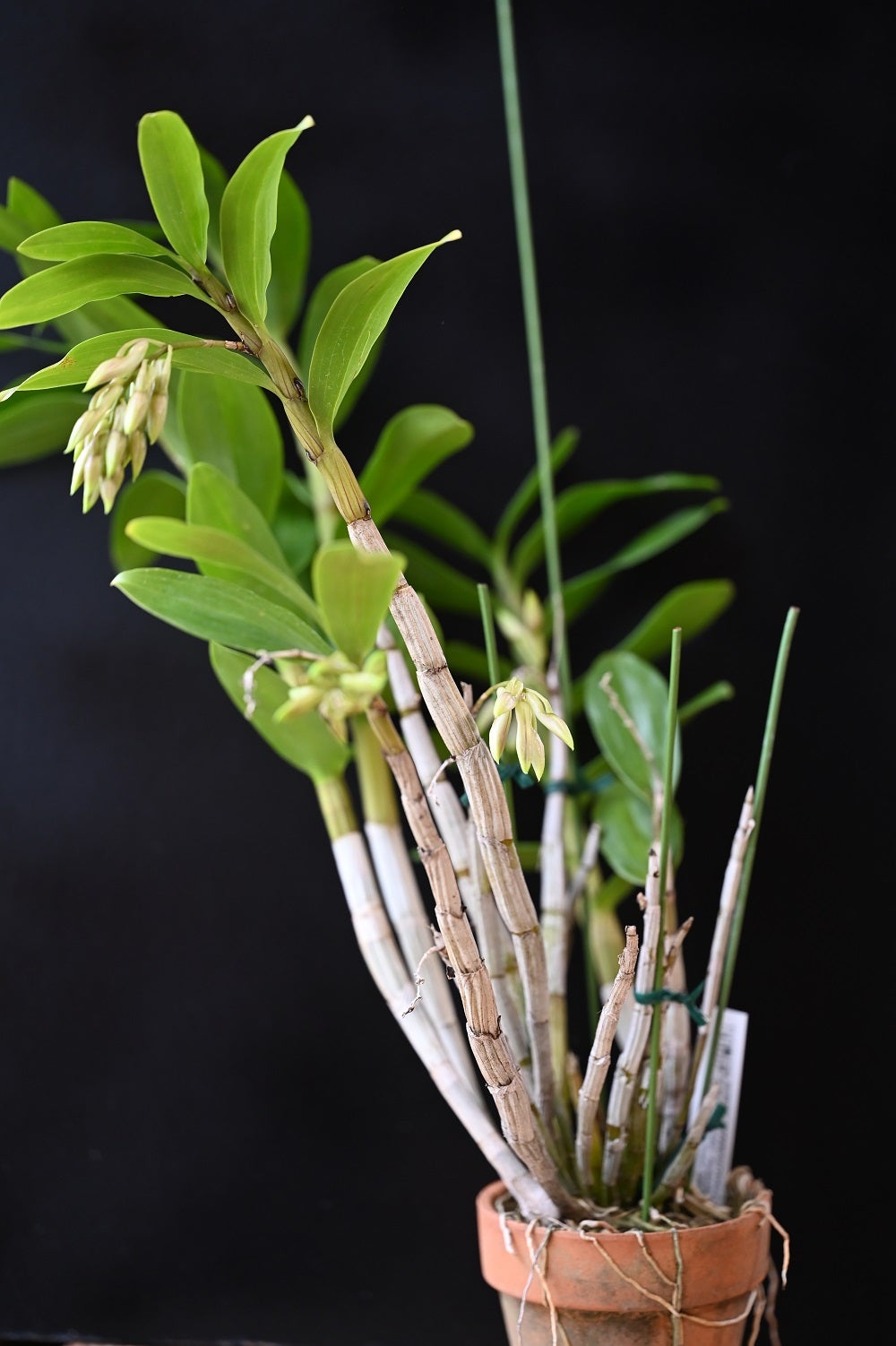 Dendrobium（Den.）amethystoglossum | ランに魅せられて