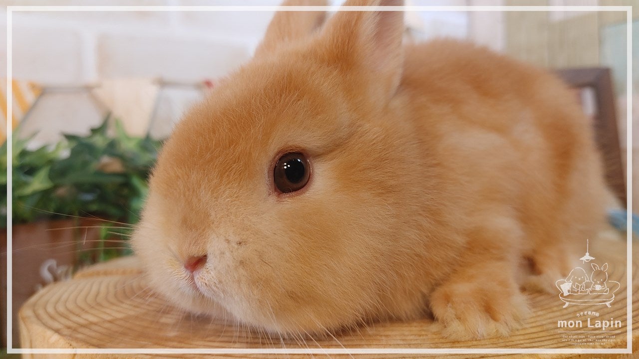 ☆イベント初日子ウサギちゃんがやって来ました☆ | 札幌のうさぎ専門