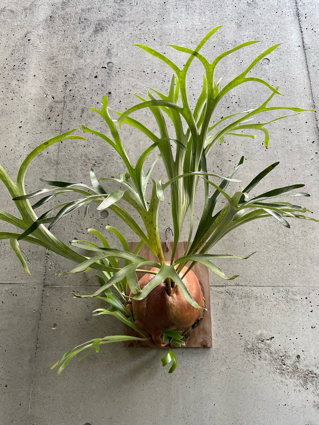 その後のアルシコルネマダガスカル ドワーフ ① | calmplantsの
