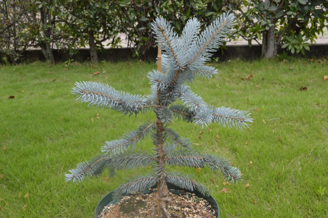 Picea pungens Hoopsii(プンゲンストウヒ ホプシー) | ~龍の巣窟~