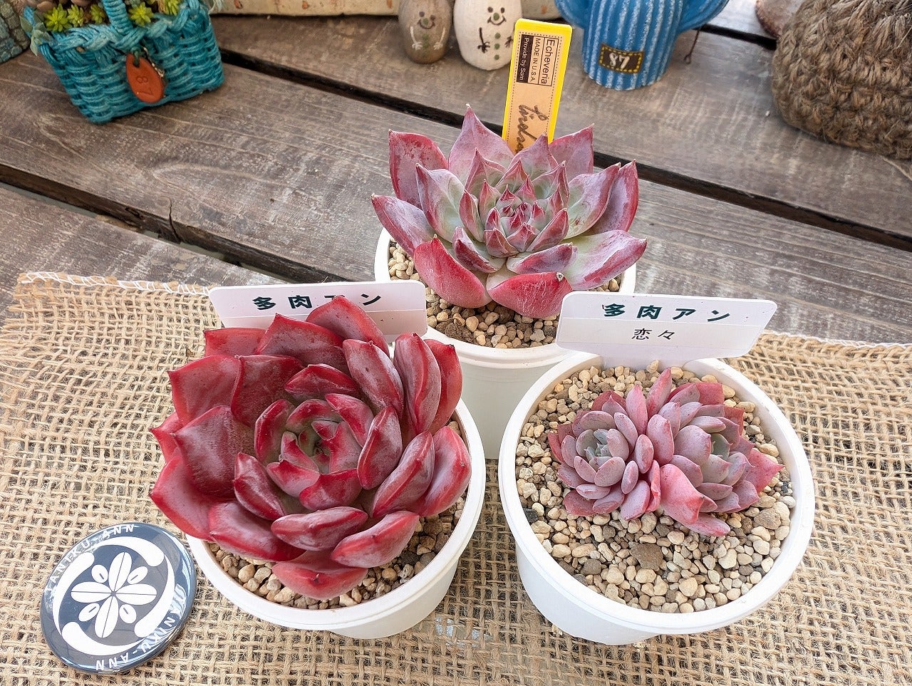 桜蓮と恋々とSAMリンゼアナ | ブログ版Olive&SucculentGarden