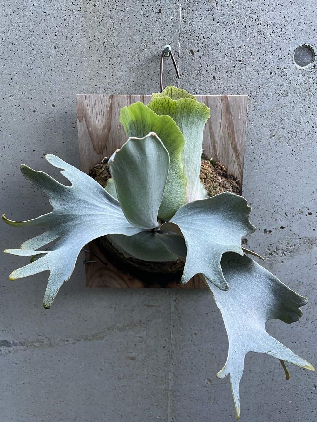 その後のビカクシダ ホワイトギズモ④ | calmplantsのビカクシダブログ