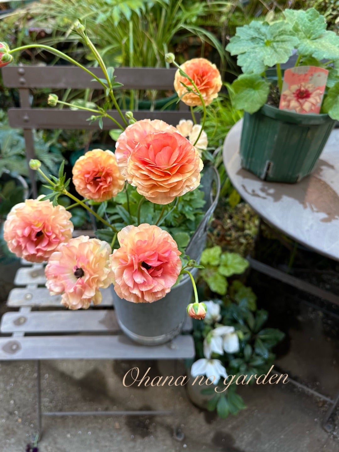 迎えたラナンキュラスの花たち ＊ワンダーデコールで迎えたストーン