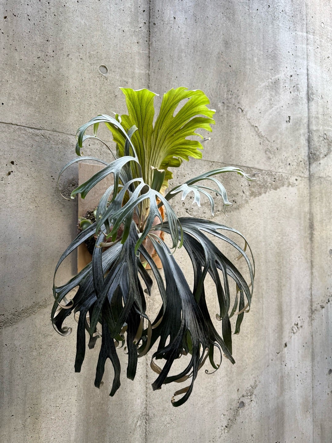 その後のビカクシダ マウントルイス (P. Mt.Lewis) ③ | calmplantsの