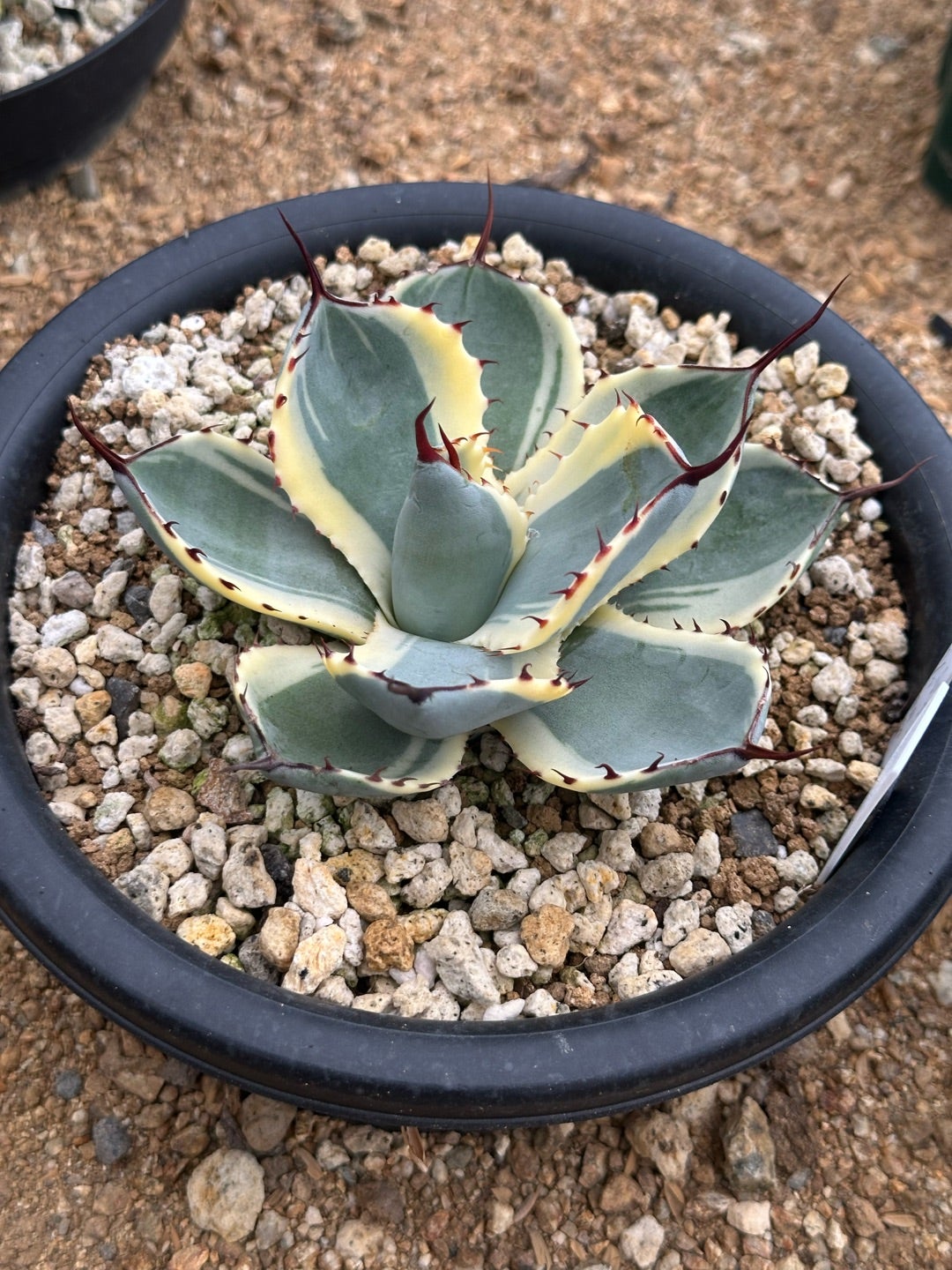 斑入り パリー トランカータ 塵斑 粉斑Mutation Green leaf 斑入り