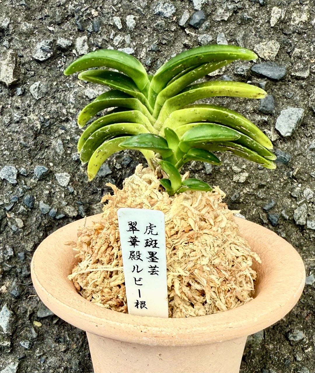 富貴蘭 希少品種 ルビー根【翠華殿翁芸】 | 富貴蘭を楽しんでブログ